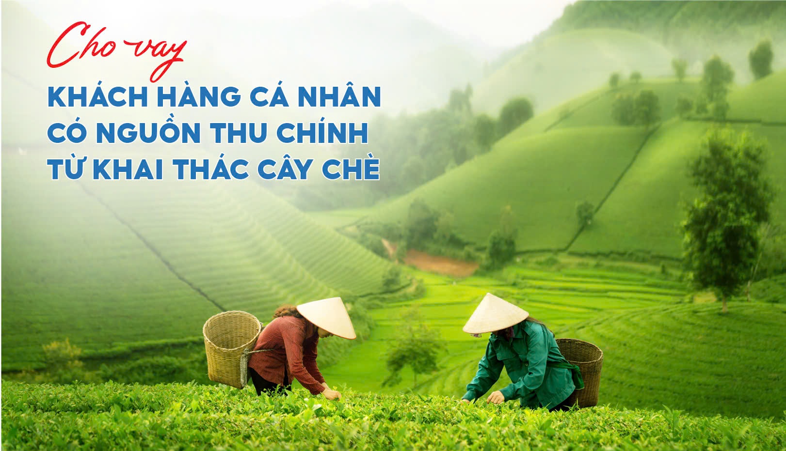 CHO VAY KHÁCH HÀNG CÁ NHÂN CÓ NGUỒN THU CHÍNH TỪ KHAI THÁC CÂY CHÈ  ​